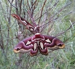 Rothschildia jacobaeae