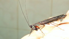 Bantiinae