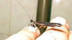 Bantiinae
