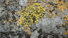 Candelariella medians