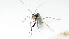 Bantiinae