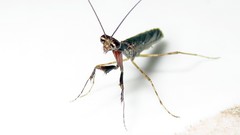 Bantiinae