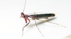 Bantiinae