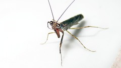 Bantiinae