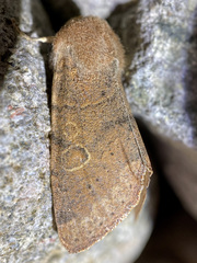 Orthosia annulimacula