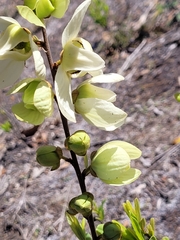 Asimina reticulata