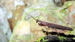 Bantiinae