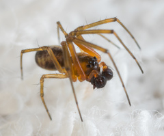 Prosoponoides sinense