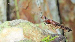 Bantiinae