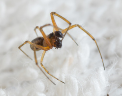 Prosoponoides sinense