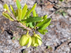 Asimina reticulata