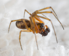 Prosoponoides sinense