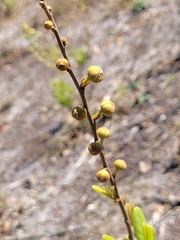 Asimina reticulata