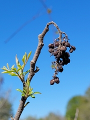 Rhus copallina image