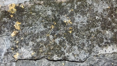 Phaeophyscia sciastra