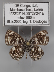 Triclema staudingeri