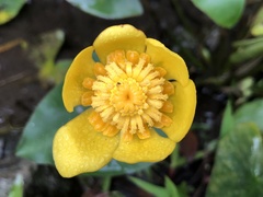Nuphar japonica
