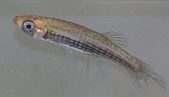 Fundulus lineolatus