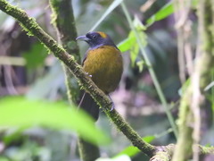 Mitrospingus cassinii