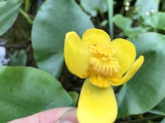 Nuphar japonica
