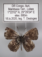 Triclema staudingeri