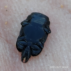 Hololepta plana