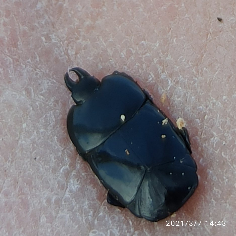 Histeridae