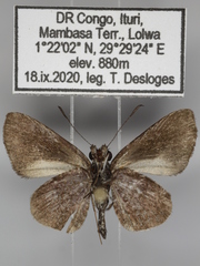 Paracleros biguttulus