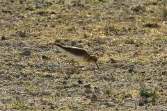 Charadrius asiaticus