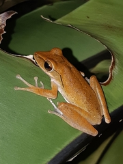 Polypedates leucomystax