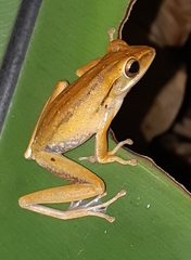 Polypedates leucomystax