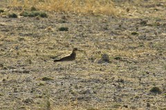 Charadrius asiaticus