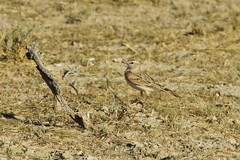 Calandrella cinerea spleniata