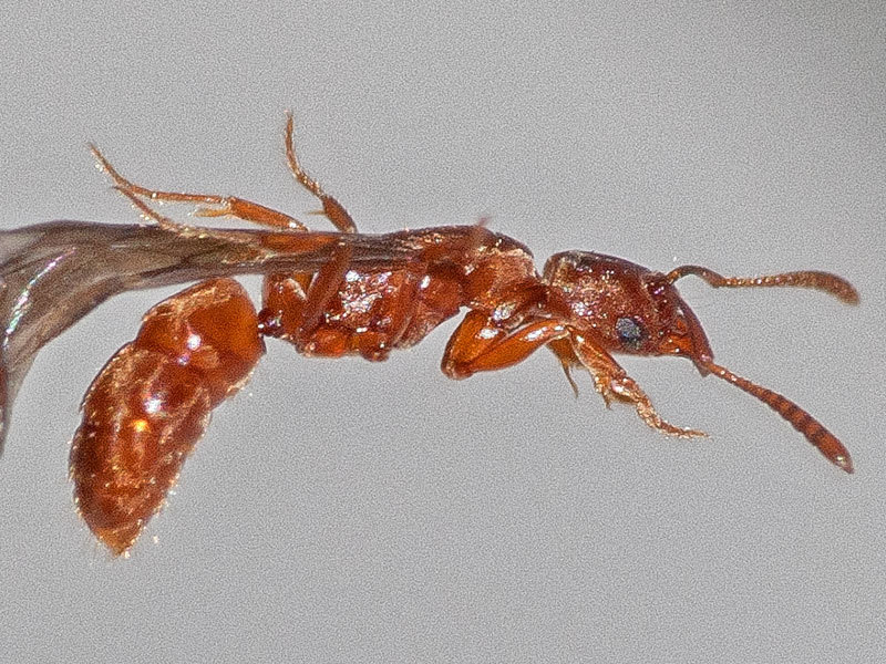 Cryptopone ochracea