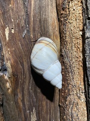 Orthalicidae