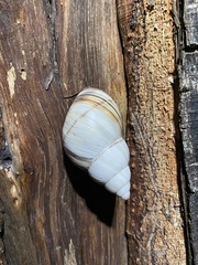 Orthalicidae