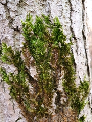 Hypnum resupinatum