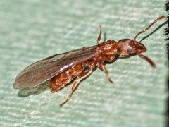Cryptopone ochracea