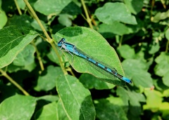 Enallagma cyathigerum