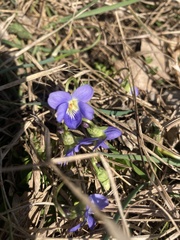 Viola suavis