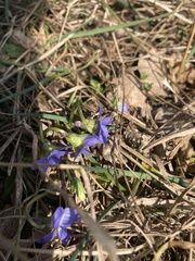 Viola suavis