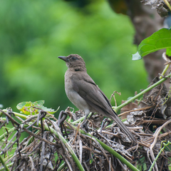 Black-Billed Thrush photo 4