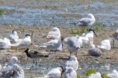 Thalasseus sandvicensis