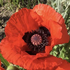 Papaver × pseudo-orientale