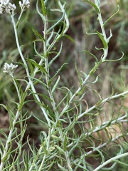 Helichrysum polycladum