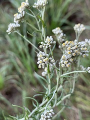 Helichrysum polycladum