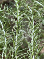 Helichrysum polycladum