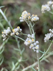 Helichrysum polycladum