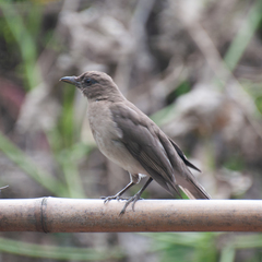 Black-Billed Thrush photo 3