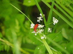 Pyrochroa serraticornis